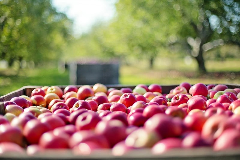Fruit Trees